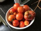 Kitchen garden tomatoes September 2014